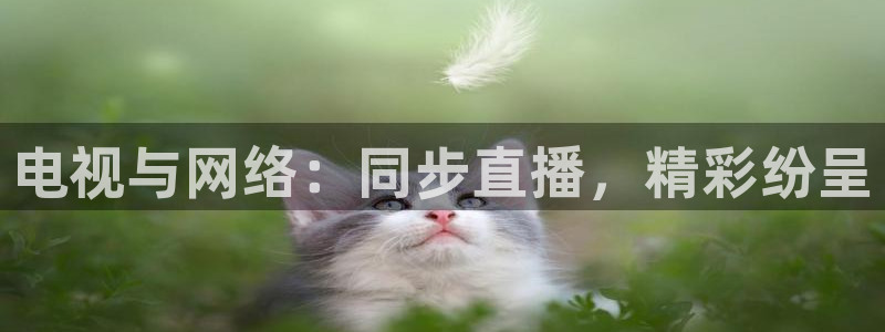 88看球nba直播：电视与网络：同步直播，精彩纷呈